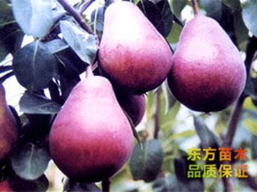 梨樹(shù)苗