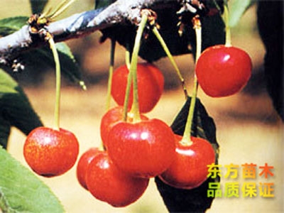 櫻桃苗