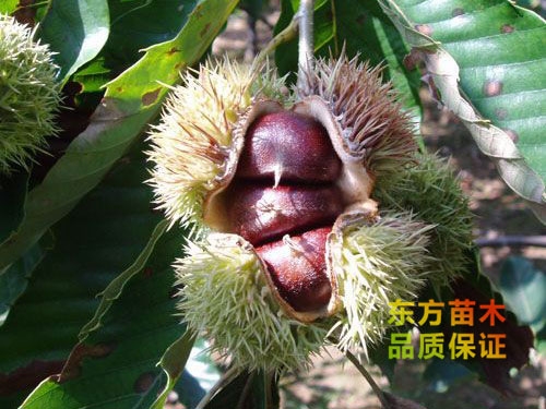 燕紅板栗