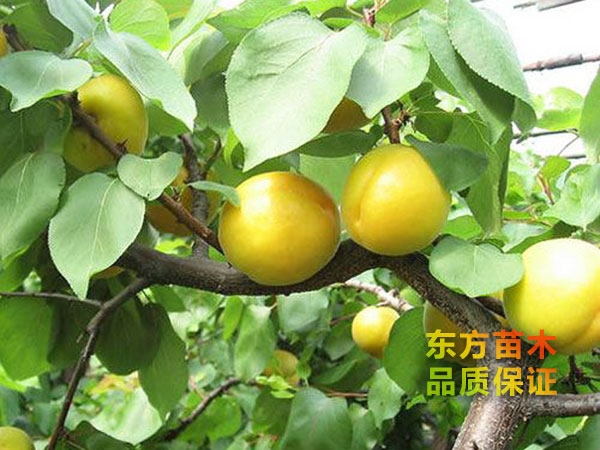 杏樹(shù)苗