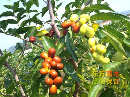 棗樹(shù)苗