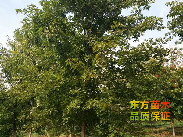 美國(guó)紅楓