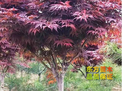 紅楓