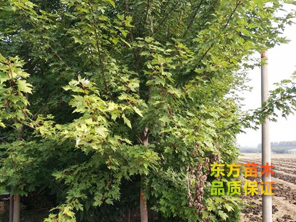 美國(guó)紅楓