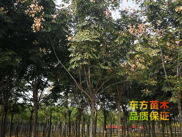 欒樹(shù)