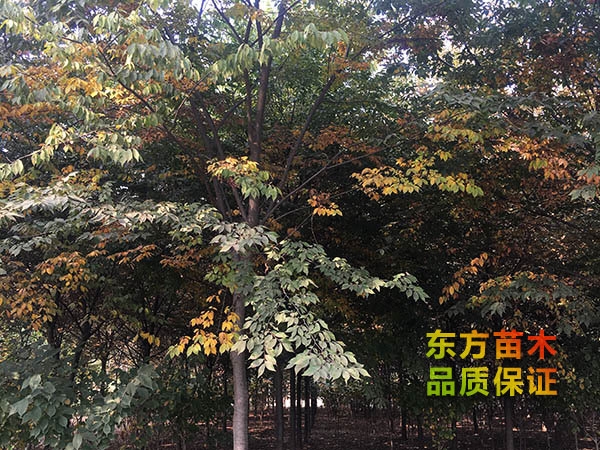 櫸樹(shù)