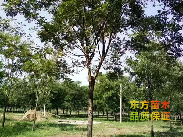 國(guó)槐